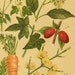 1911 Poison Hemlock, Wild Carrot, European Cornel, Common Ivy, European Mistletoe Antique Chromolithograph to Frame