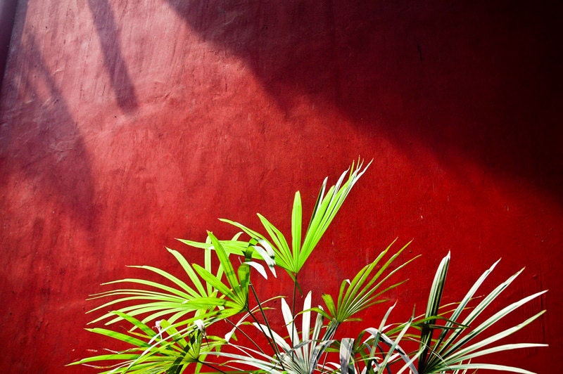 Green palm photograph, red Chinese interior decor, Asian botanical home decor, Chongqing, China artwork. 8x10 fine art photo. UK seller