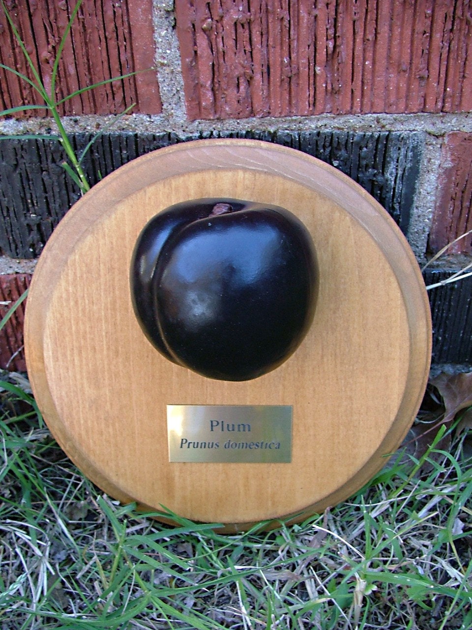 Trophy Produce - Plum