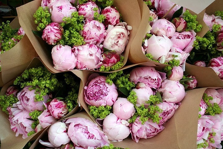 Peonies found in Zurich, Switzerland florist 8x12 photograph