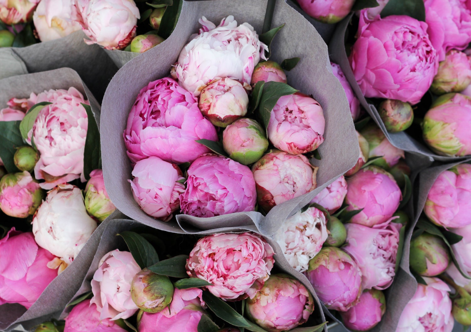 Peonies wrapped in gray paper fine art photograph 8x12