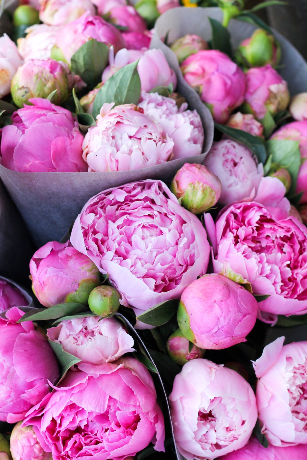 Swiss Peonies 8x12 fine art photograph