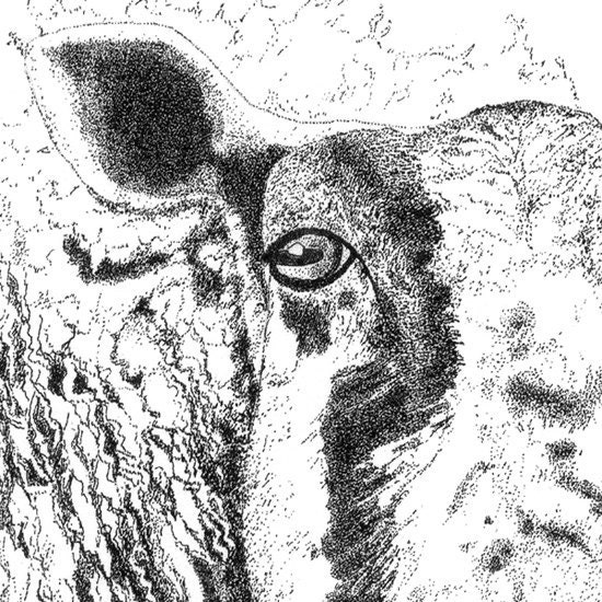 Ink Drawing Art Illustration Print Traditional Art Animal Art Black And White Art Sheep Portrait Pen And Ink Pointillism