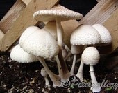 Mushroom Family - Colorado - 5x7 Fine Art Giclee Print