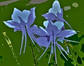 Blue Columbine - Colorado Mountains - Crested Butte Wildflower Festival -8x8 Fine Art Giclee Print