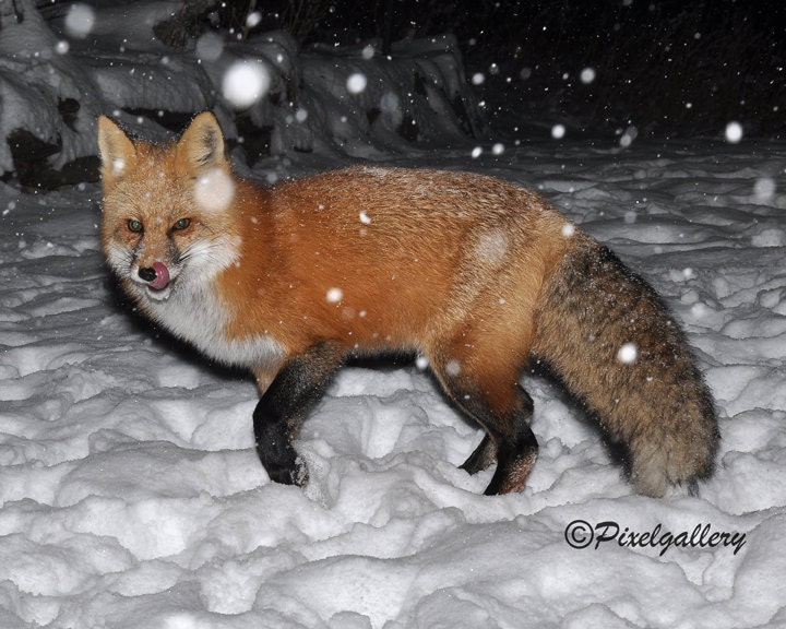 Red Fox With Snow Flakes Falling - Colorado 8x10 Fine Art Giclee Print