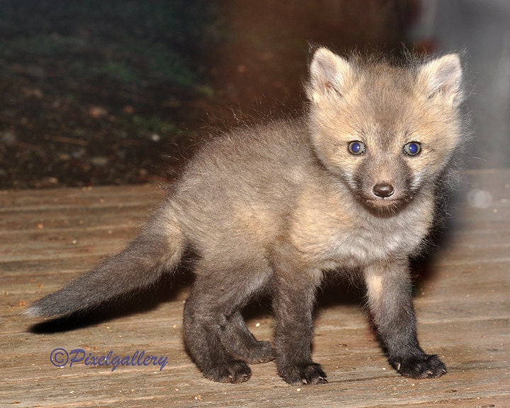 Cute Baby Fox - Colorado 8x10 Fine Art Giclee Print