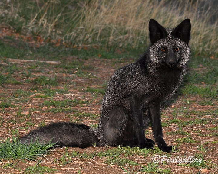 Rare Black Fox - Happy Mother's Day - Colorado - 8x10 Fine Art Giclee Print