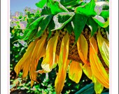 DAPHNE - Sunflower Girl Collection - 8x12 Fine Art Print