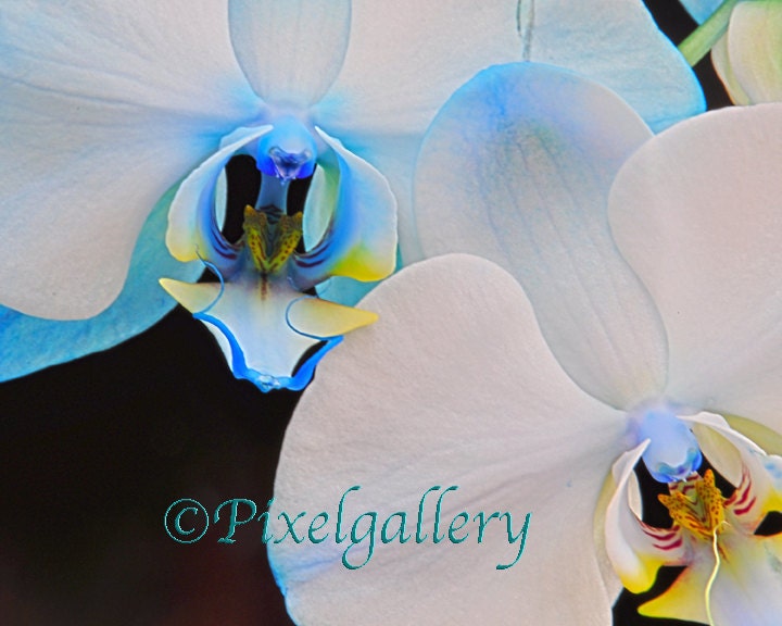 Blue Mystique Orchid - 8x10 Fine Art Print