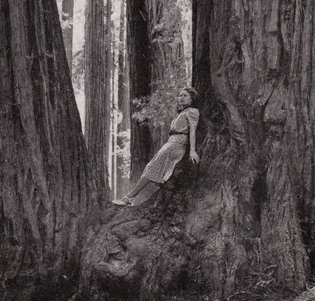 Giant Redwoods- 1940s Vintage Postcard- Unused