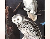 Audubon SNOWY OWL Bird Print Vintage 1979 Art Print Collectable Book PLATE 84 Beautiful Birds Home Interior Design