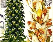 Vintage 1970 Color Art Print Wild Flowers Original Book PLATE 56 Large Beautiful Green Flowers White Yellow Plants Tropical