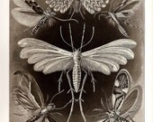 Ernst Haeckel BUTTERFLY CRAB Art Print 2010 Collectable Book PLATE 57 and 58 Beautiful Butterflies and Moth and Ocean and Sea Crabs