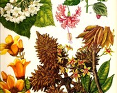 Vintage Botanical Print 1970 Color Art Mediterranean Wild Flowers Original Book PLATE 57 Spring Summer Beautiful Chestnut Yellow White Pink