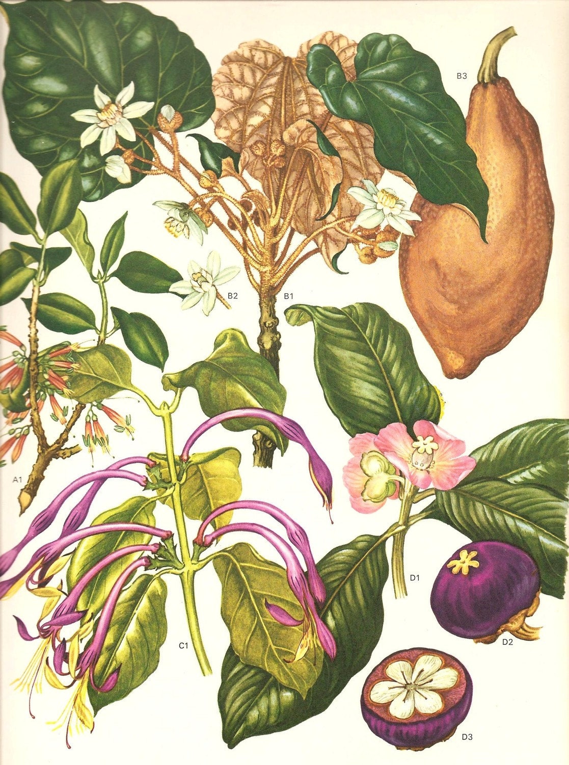 Vintage Botanical Print 1970 Color Art Wild Flowers Original Book PLATE 118 Beautiful Mango Purple Fruit White Pink Flowers Tropical Plants