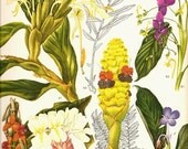 Vintage 1970 Color Art Print Wild Flowers Book PLATE 125 Beautiful White Yellow Orange Red and Blue Flowers with Leaves and Petals Chart