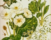 Vintage Botanical Print 1970 Color Art Print Wild Flowers Book PLATE 129 White Yellow Mount Cook Lily Petals Chart Summer Garden Plants