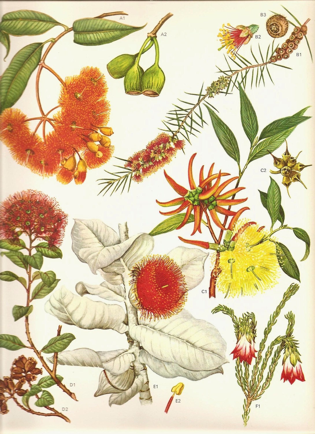 Vintage 1970 Color Art Print Wild Flowers Original Book PLATE 138 Beautiful Large Orange Red Yellow Fluffy Flowers Tree Garden Plants