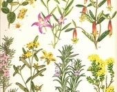 Vintage 1970 Color Art Print Wild Flowers Original Book PLATE 139 Pink Orange Yellow and Purple Flowers Summer Plants