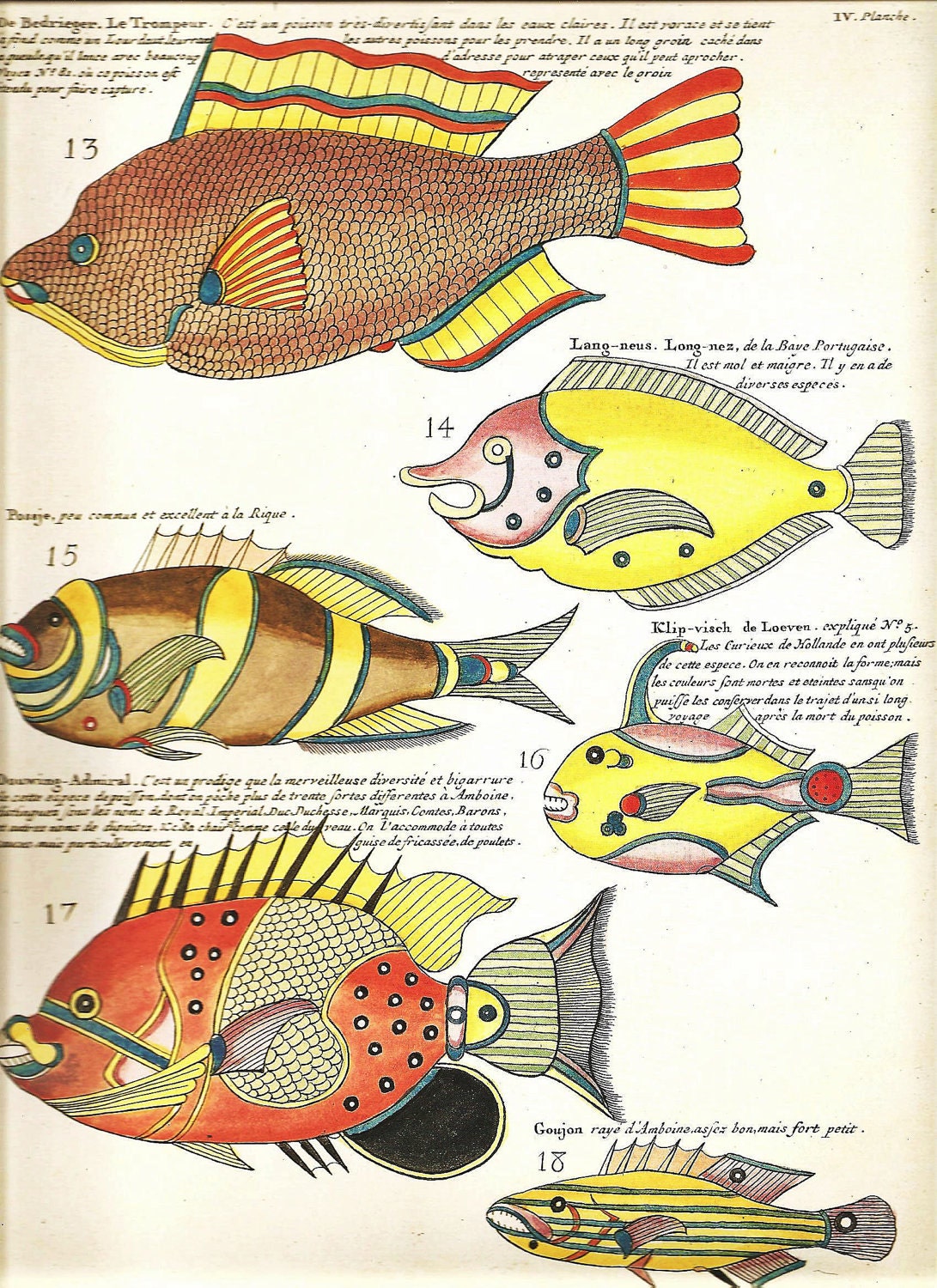 Vintage FISH PRINT Parrotfish 1990 Color Art Frameable Original Book Plate 12 Antique Painted Picture Wall Hanging Interior Room Decoration