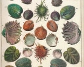 SHELLS Print Book Plate 150 Beautiful Shells French from Antique Hand Colored Plate