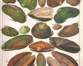 SHELLS Print Art 2009 Book Plate 170 Beautiful Antique French Colored Freshwater Shells Engraved Ocean Marine Sea Life Nature
