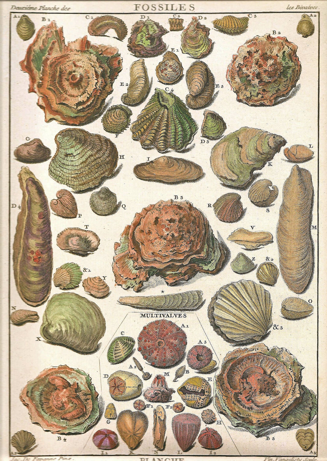SEA SHELLS Clam Print Art 2009 Book Plate 180 Beautiful Antique French Fossil Molluses Engraved Ocean Marine Sea Life Nature
