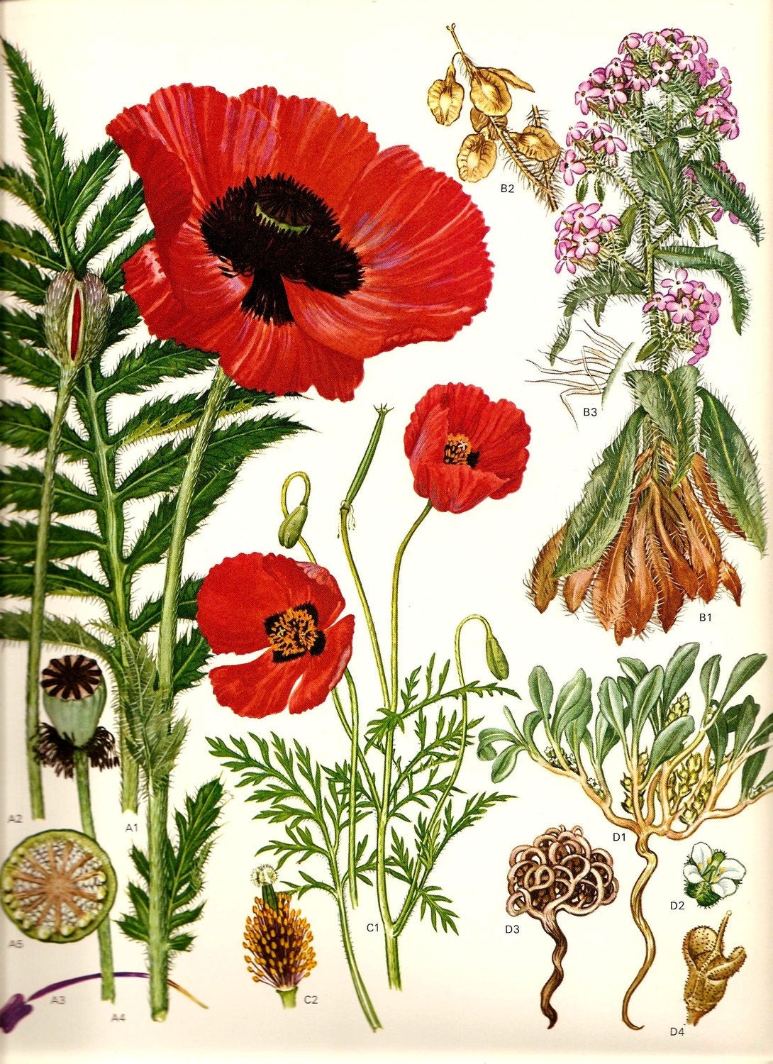 Vintage 1970 RED POPPY Color Art Print Wild Flowers Original Book PLATE 45 Beautiful Oriental Polly Rose Jericho Spring  Summer Plants