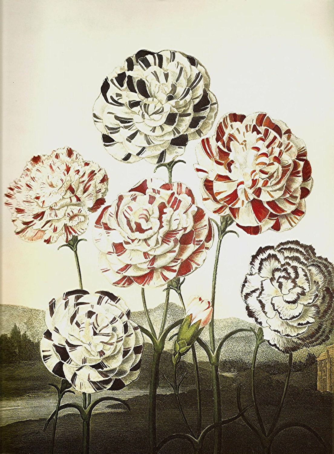 ������� TROPICAL Botanicals VINE ������������� ��������� ������ ������������ ����� ����� 227 � 228 �������� ������� ����� ����� Sprint �������� �� ��� �� ���� � ����� ����������� �������� �����