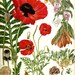 Vintage 1970 RED POPPY Color Art Print Wild Flowers Original Book PLATE 45 Beautiful Oriental Polly Rose Jericho Spring  Summer Plants