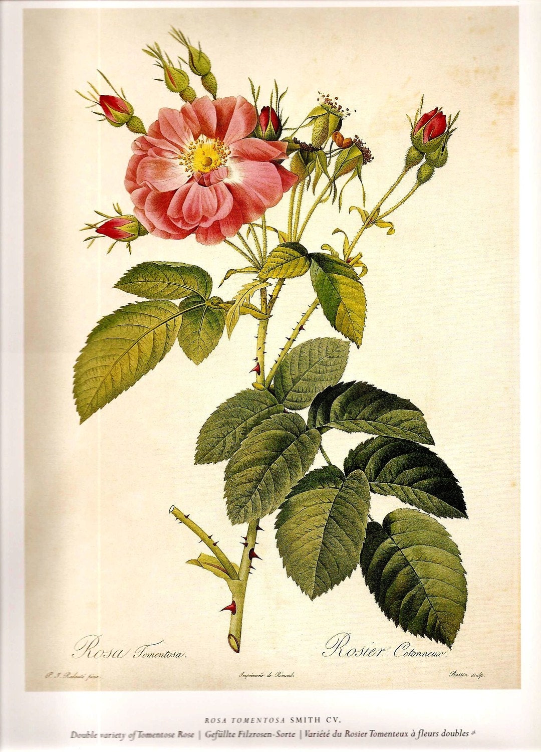 Botanical Roses