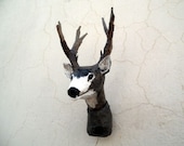 Mule Deer Buck Head Mount