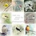 QUEEN ANNE'S Lace, a meadow botanical 8x8 print