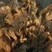 Spinning fiber,  fleece for spinning and needle-felting:  brown East Frisean Milk Sheep, 7 oz