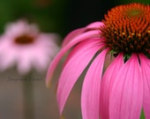 Spring, Summer, Pink, Fushia,  Flower, Nature Photography, 8x10 Print, Original Fine Art Photography