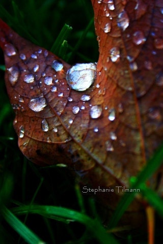 Fall, Autumn Leaves, Water Drop, Red, Orange, Rustic, Rust, Country, 5x7, Autumn Photography