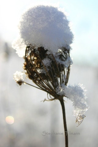 Snow, Winter Photography, Holiday Decor, Home Decor, White, Christmas -  8x10 Print - Nature Photography - 8daysOfTreasures