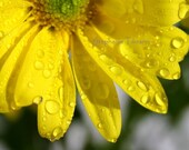 Yellow, Spring, Rain Drops, Flower, Summer,  5x7 Print - Nature Photography