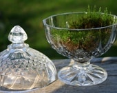 Moss Terrarium - Glass, Live Moss, Earth Day