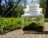 Moss Terrarium, Green -  Earth Day, Great as a Gift or for the Home and Office - Recycled/Upcycled Glass Jar