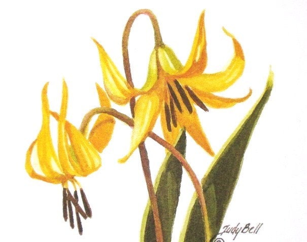 Yellow Fawn Lily Wildflower Watercolor Painting Print