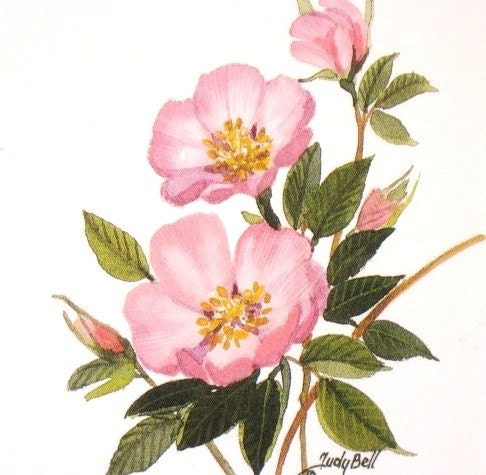 Prairie Rose Pink Wildflower Watercolor Painting Print
