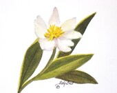 Wildflower Marsh Merigold Watercolor Painting Print