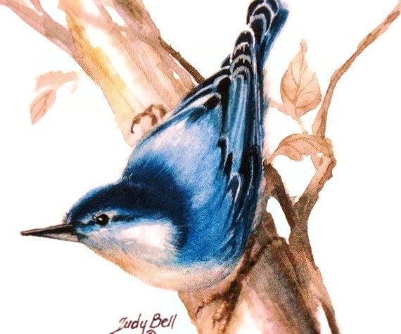 Blue Nuthatch Watercolor Bird Print