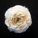 Antique Creamy Ivory Rose Silk Flower Hair Clip, Veil Accent, Bridal, Bridesmaids, Wedding, BESTSELLER
