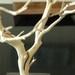 30" Natural Tree Jewelry holder