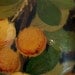 Ceramic Pottery Majolica Lamp, vintage Italian handpainted Lemons or Oranges
