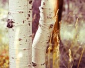 aspen tree trunks nature photography print autumn serene color yellow fall fine art - 12x18 print