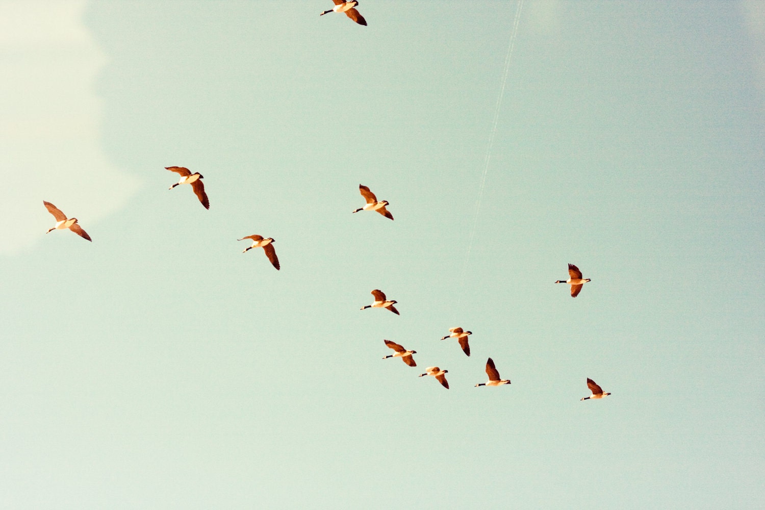 nature animal photography - flying birds color photograph aqua sky retro style fine art - 11x14 print